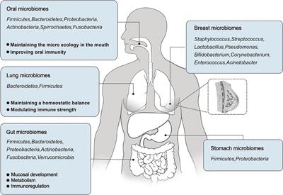 Frontiers | The human microbiome: A promising target for lung